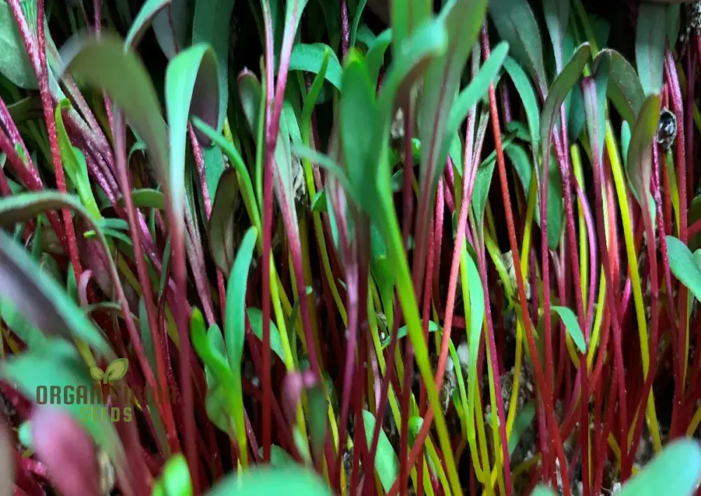 Microgreen Rainbow Blend Seeds - Planting Kit for Vibrant Home Gardening - Image 4