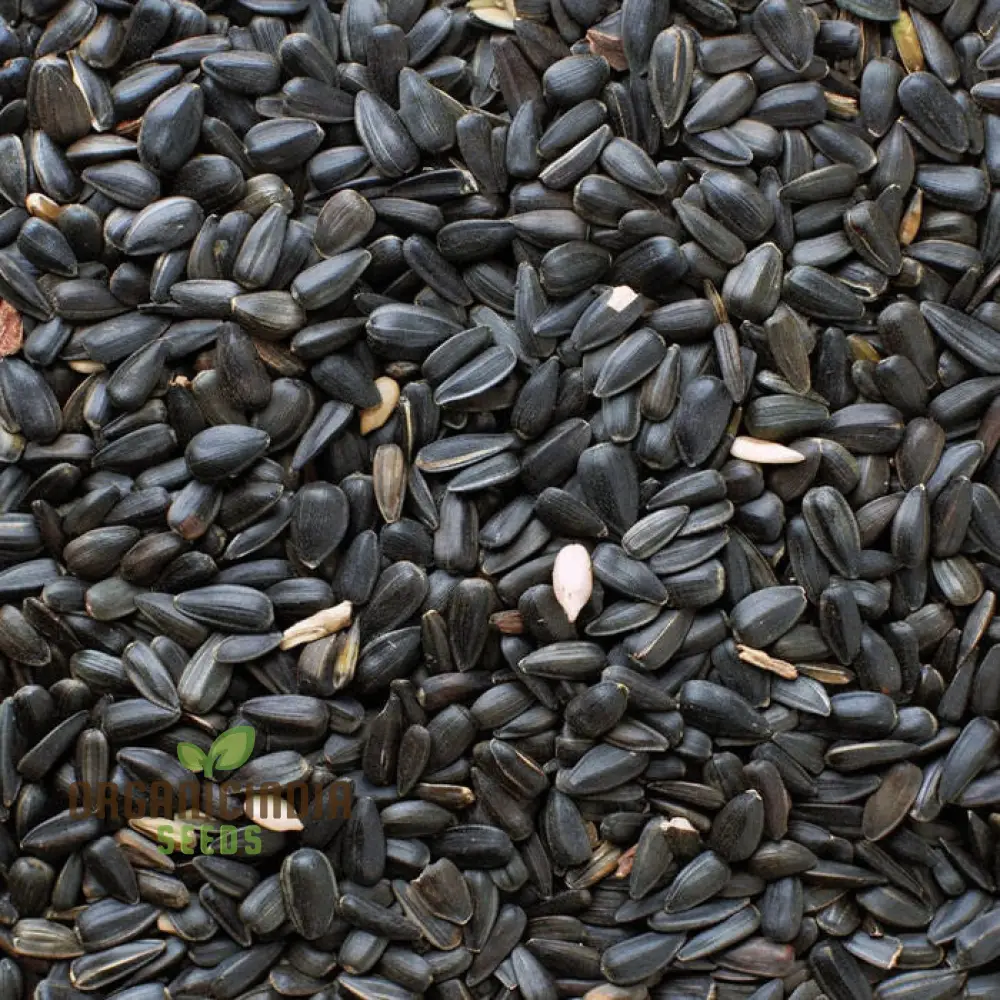 Microgreen Sunflower Seeds, premium High-Quality Flower Seeds for Nutrient-Rich Microgreens - Image 3