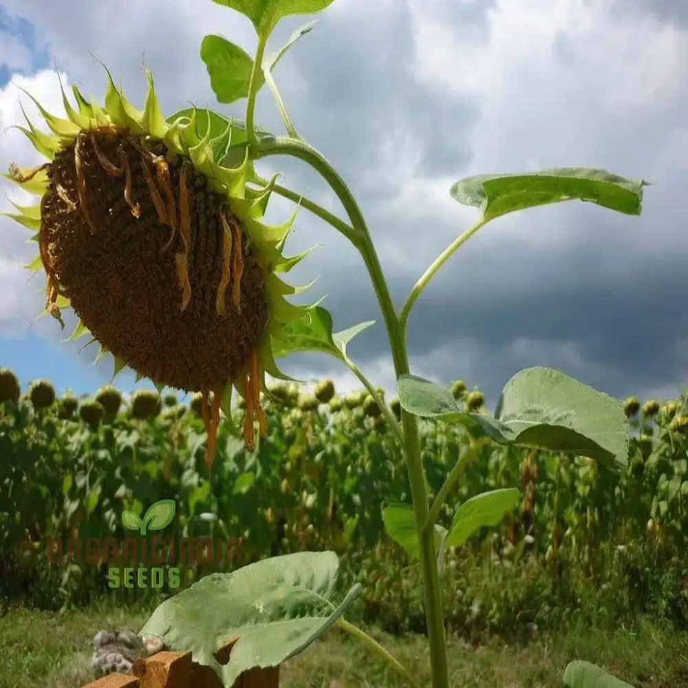 Microgreen Sunflower Seeds, premium High-Quality Flower Seeds for Nutrient-Rich Microgreens - Image 4