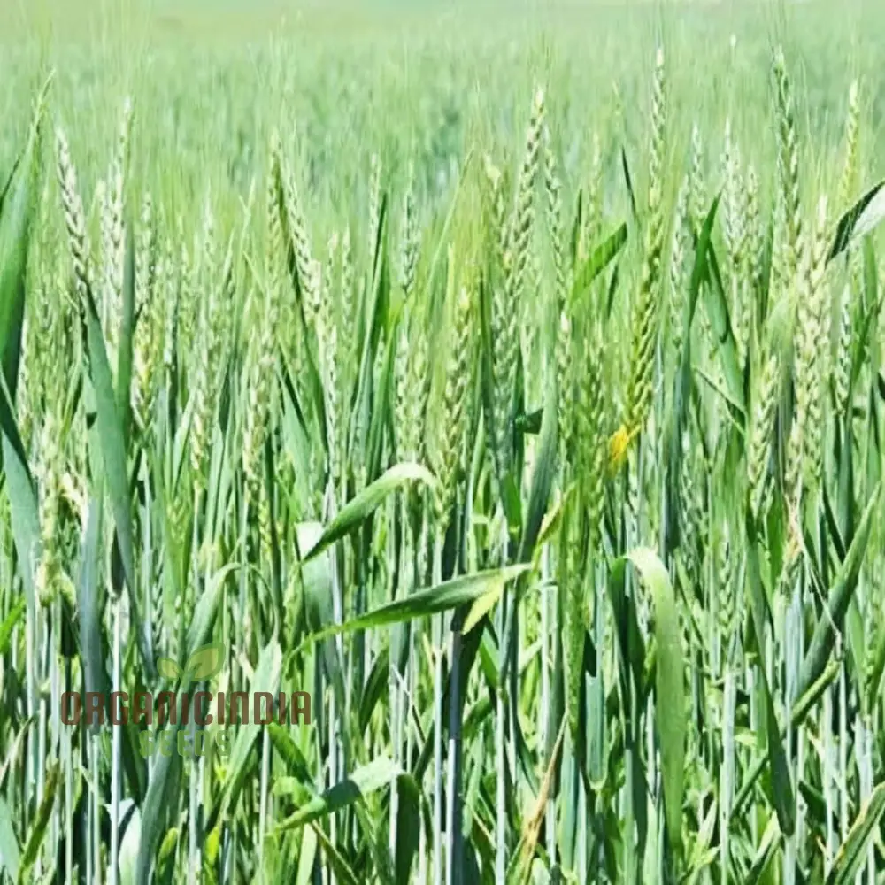 Microgreen Wheat Grass Seeds - Fast Growing, Nutrient-Rich, Perfect for Indoor Gardens