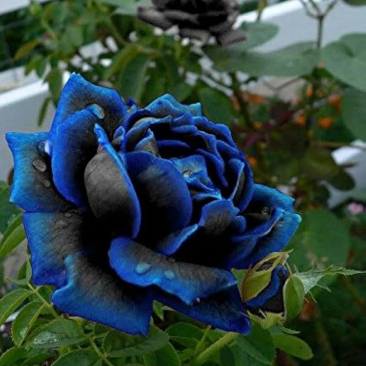 Midnight Supreme Rose Flower Seeds for Planting