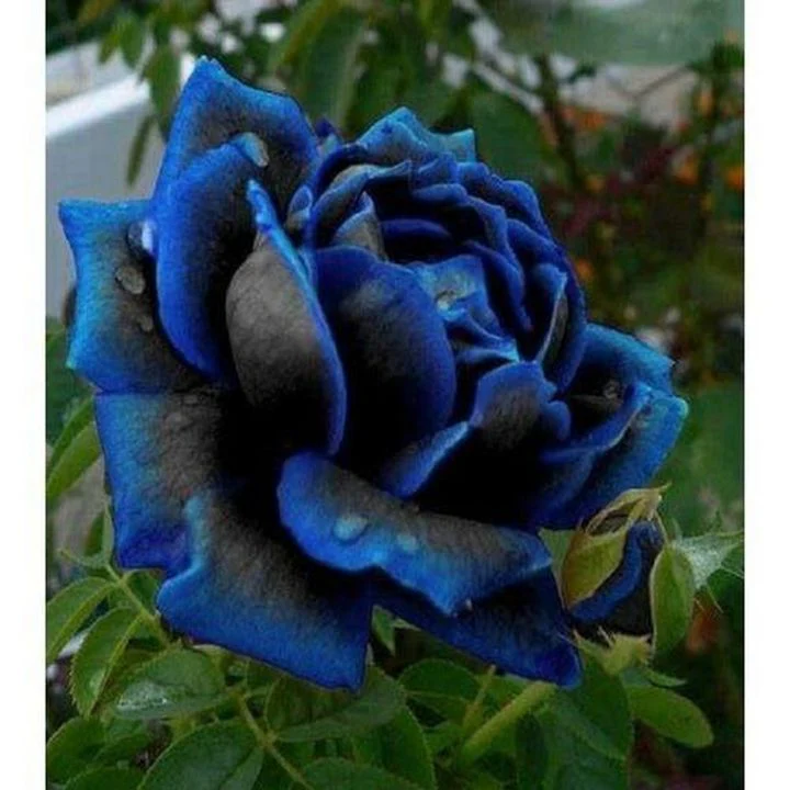Midnight Supreme Rose Flower Seeds for Planting - Image 3