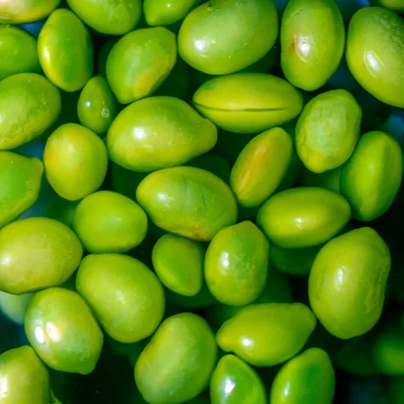 Midori Giant Edamame Soybean Seeds for Planting - Image 3