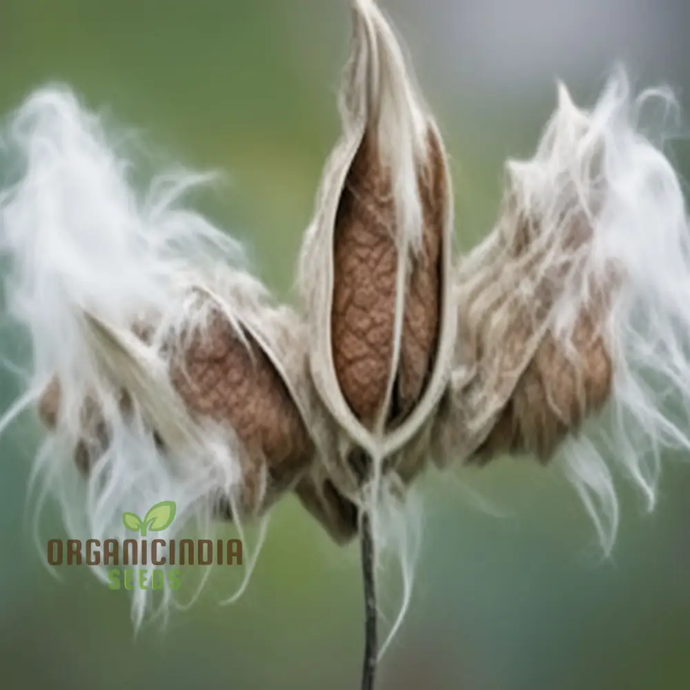 Milkweed flower Plant Seeds, Vibrant Wildlife-Friendly Garden, Essential for Monarch Butterflies - Image 3