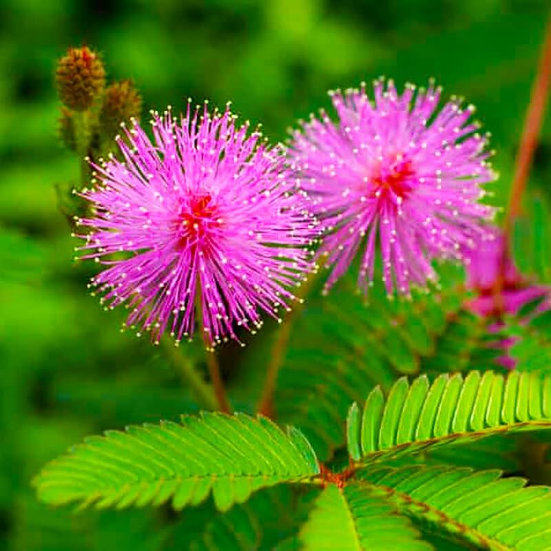 Mimosa Pudica Seeds – Sensitive Plant Variety for Home Gardening