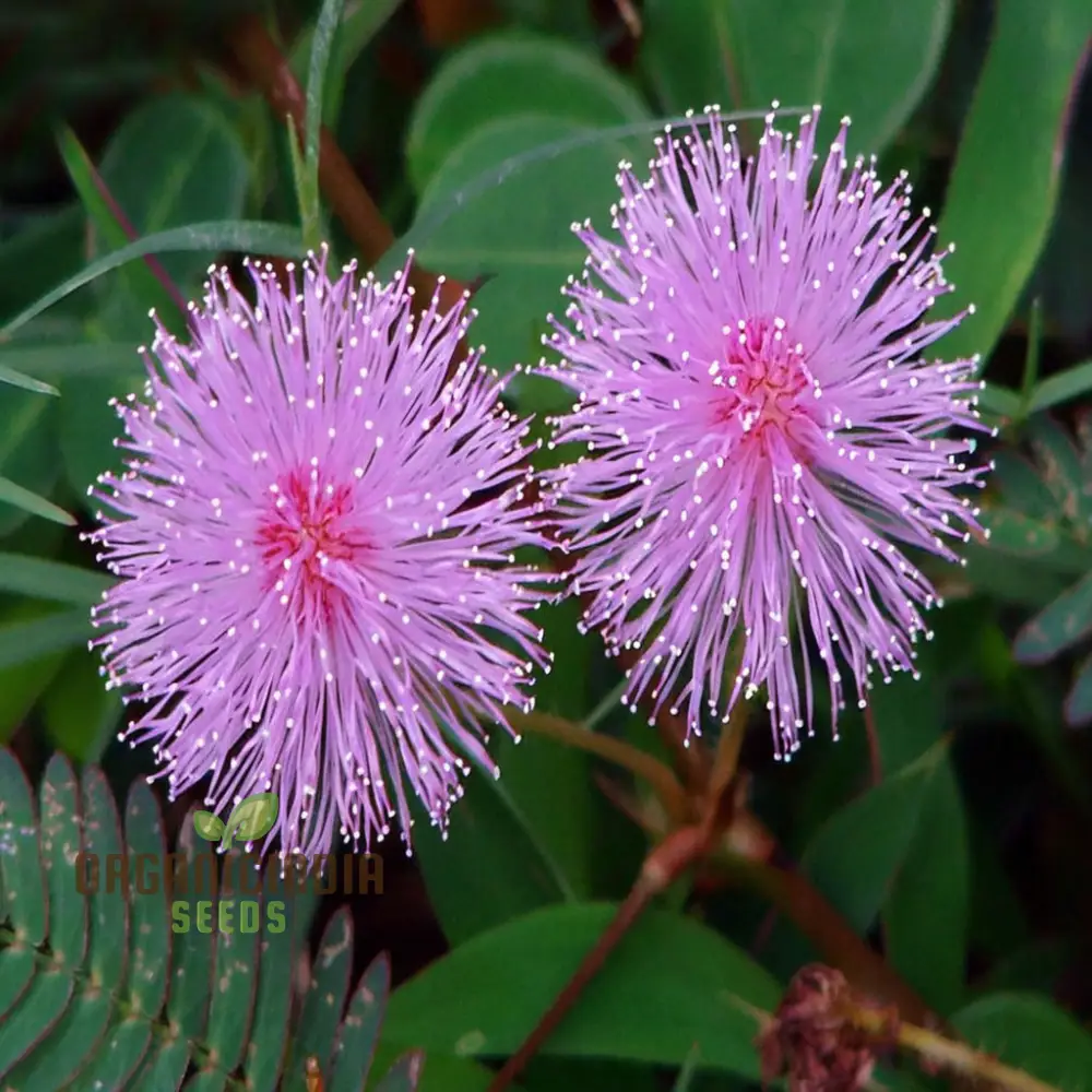 Mimosa Pudica Seeds – Sensitive Plant Variety for Home Gardening - Image 2