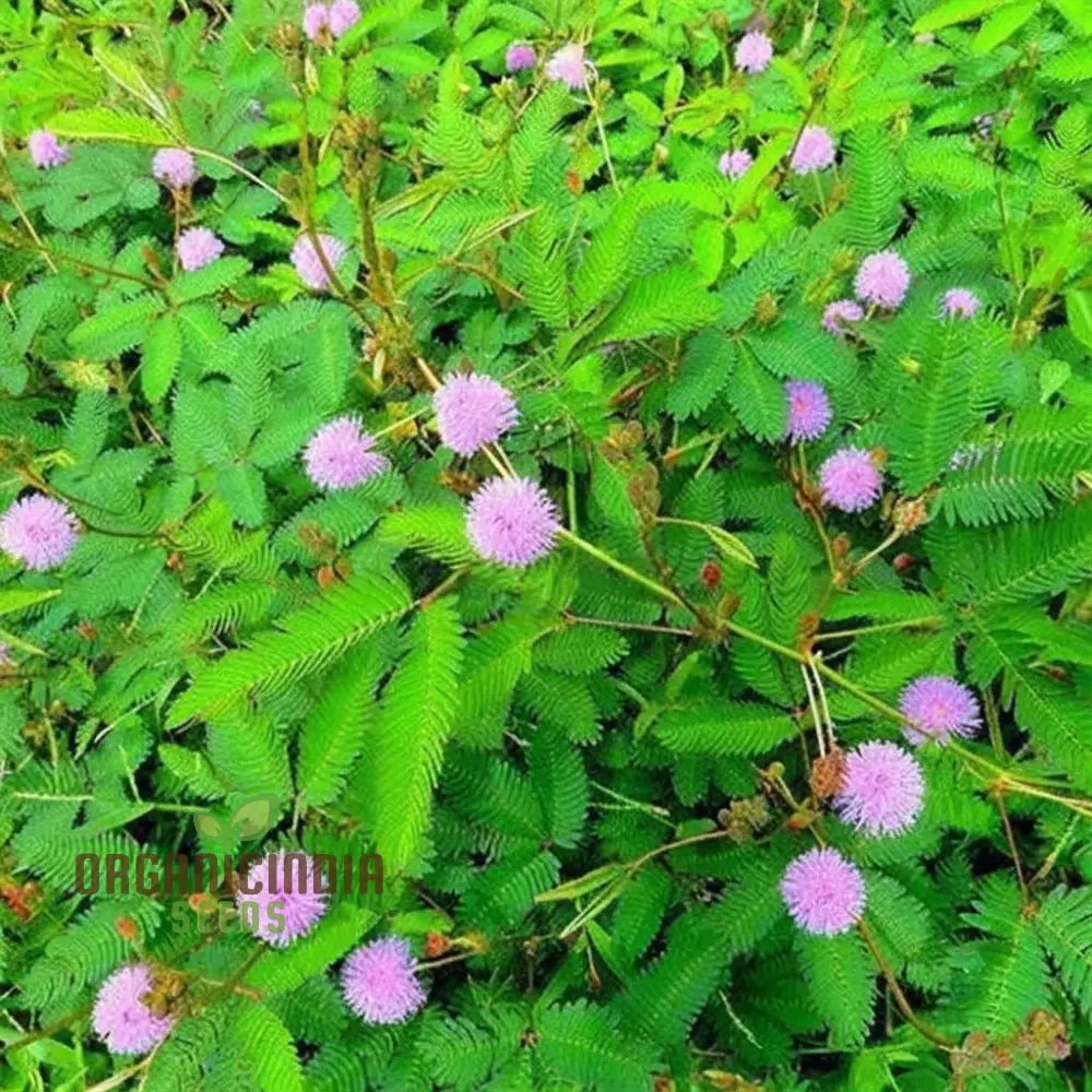 Mimosa Pudica Seeds – Sensitive Plant Variety for Home Gardening - Image 4