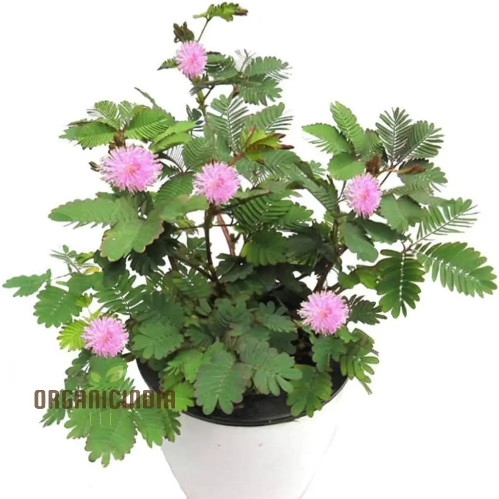Mimosa Pudica Seeds – Sensitive Plant Variety for Home Gardening - Image 5