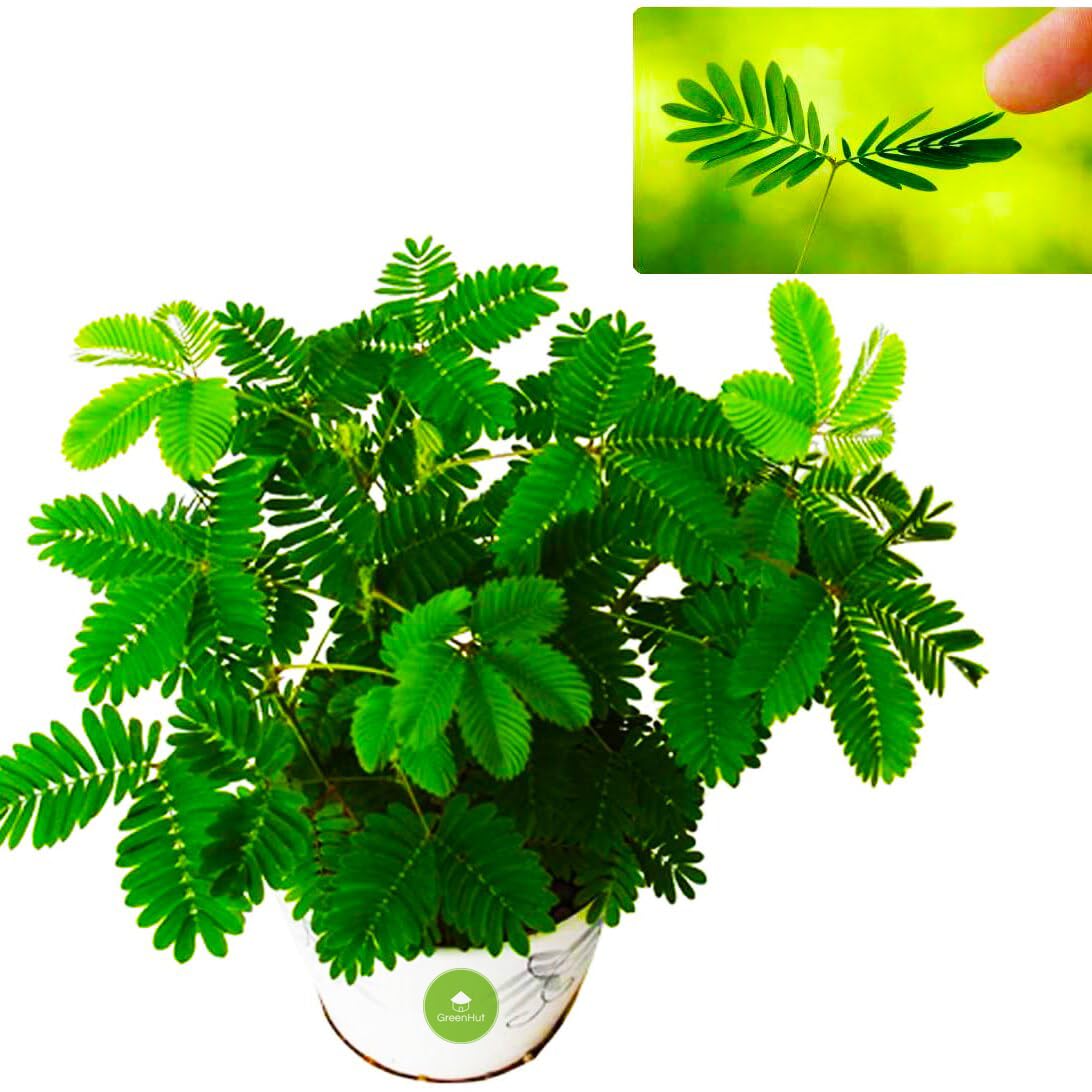 Mimosa Pudica Seeds – Sensitive Plant Variety for Home Gardening - Image 6