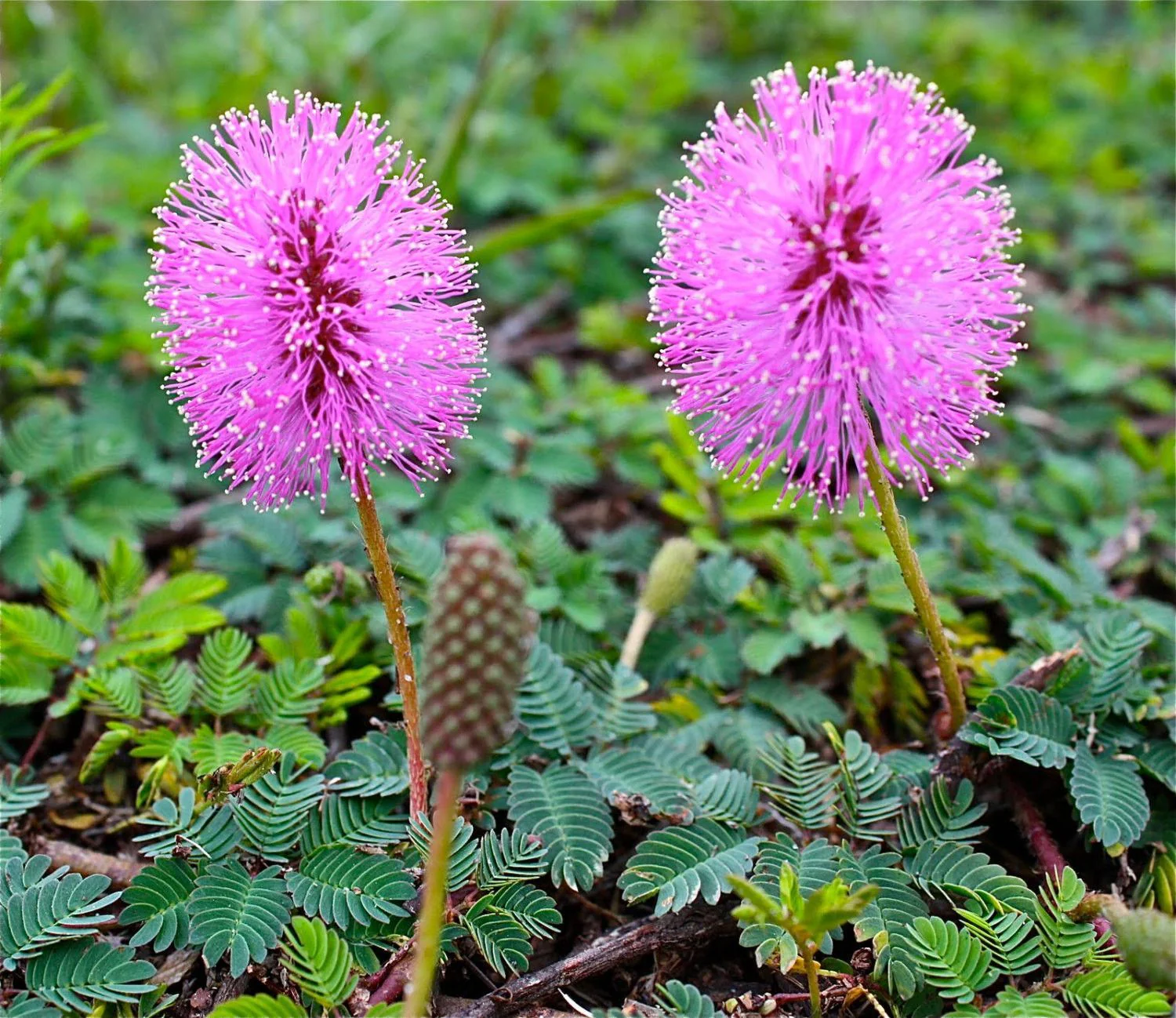 Mimosa Pudica Seeds – Sensitive Plant Variety for Home Gardening - Image 7