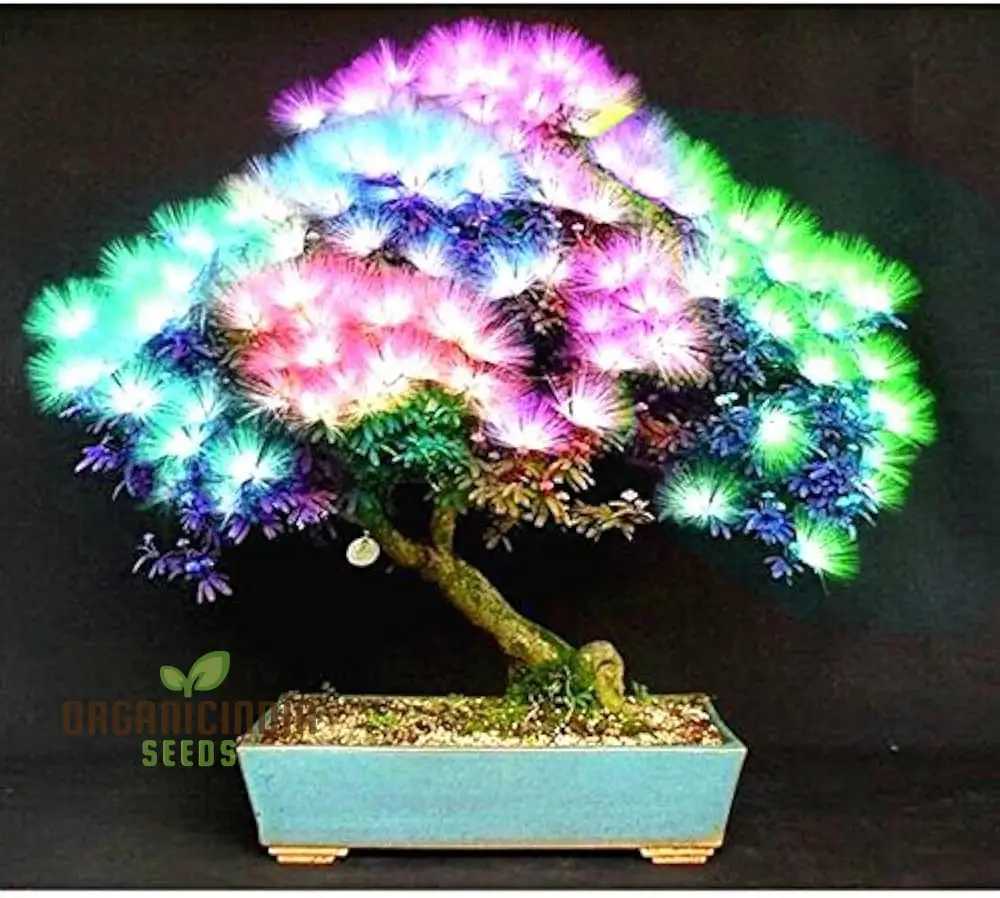 Mimosa Silk Seeds (Albizia julibrissin) , Flower Seeds for Stunning Blooms, Ideal for Planting & Gardening Enthusiasts