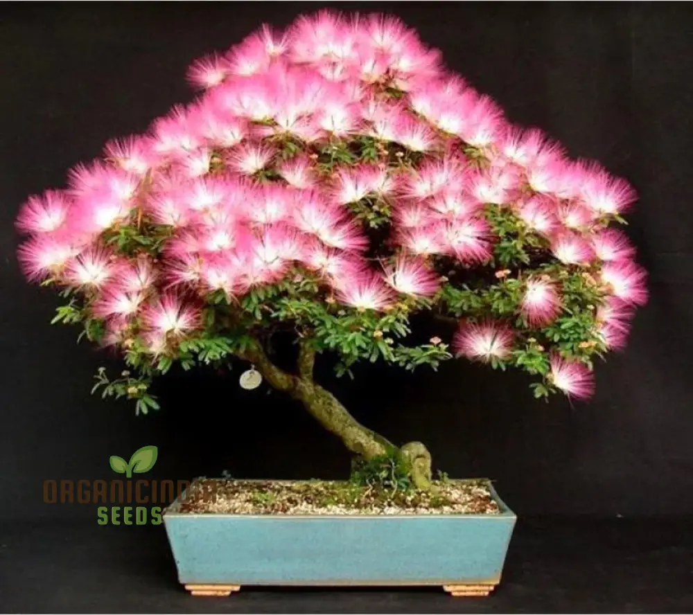 Mimosa Silk Seeds (Albizia julibrissin) , Flower Seeds for Stunning Blooms, Ideal for Planting & Gardening Enthusiasts - Image 3