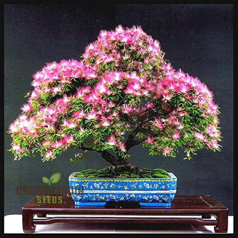 Mimosa Silk Seeds (Albizia julibrissin) , Flower Seeds for Stunning Blooms, Ideal for Planting & Gardening Enthusiasts - Image 4