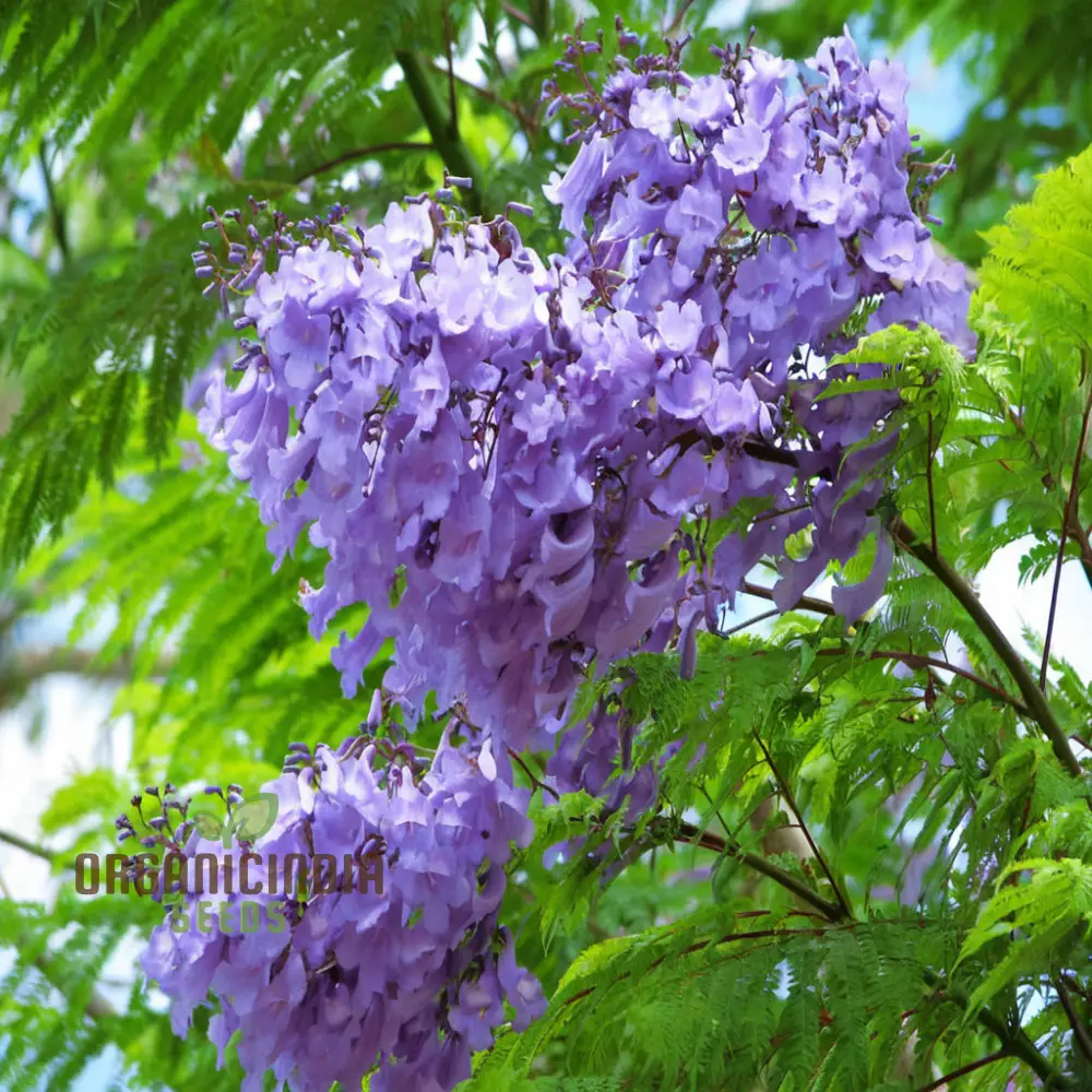 Mimosifolia Fern Tree Seeds – Tropical Landscape Gardening