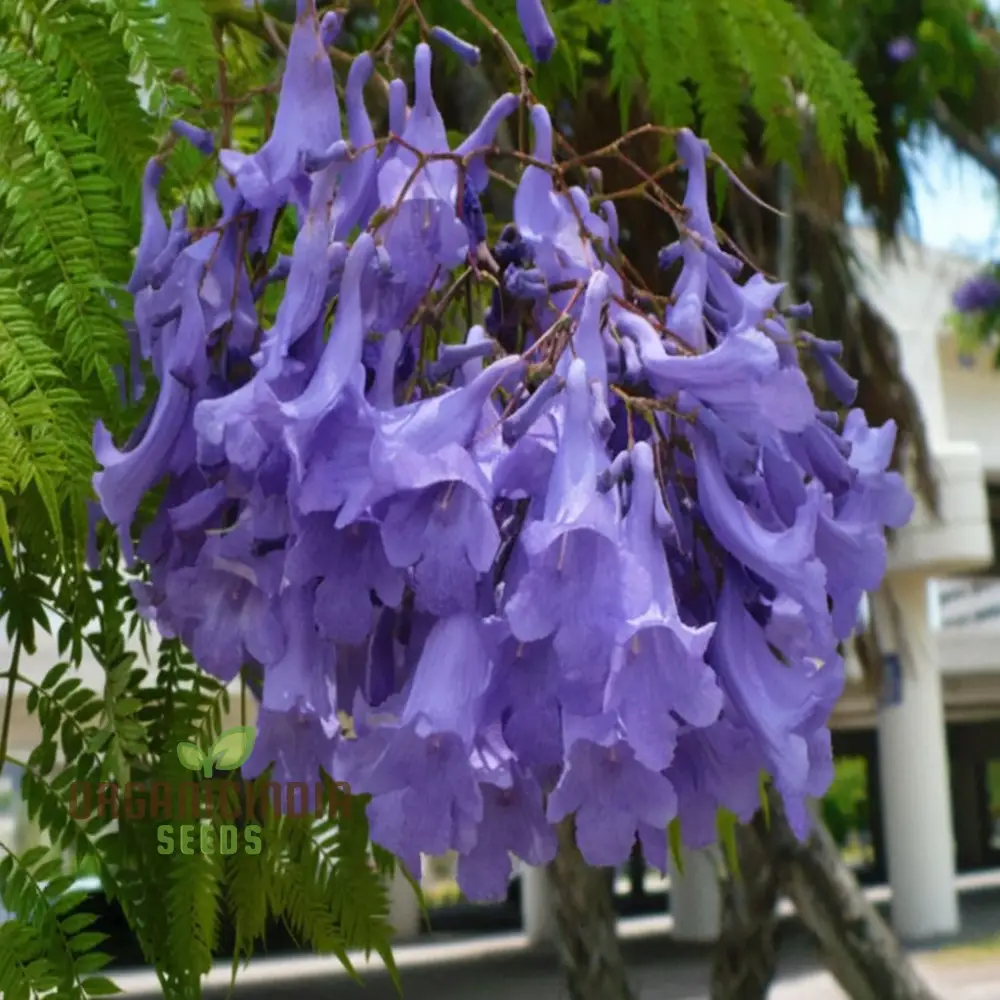Mimosifolia Fern Tree Seeds – Tropical Landscape Gardening - Image 3
