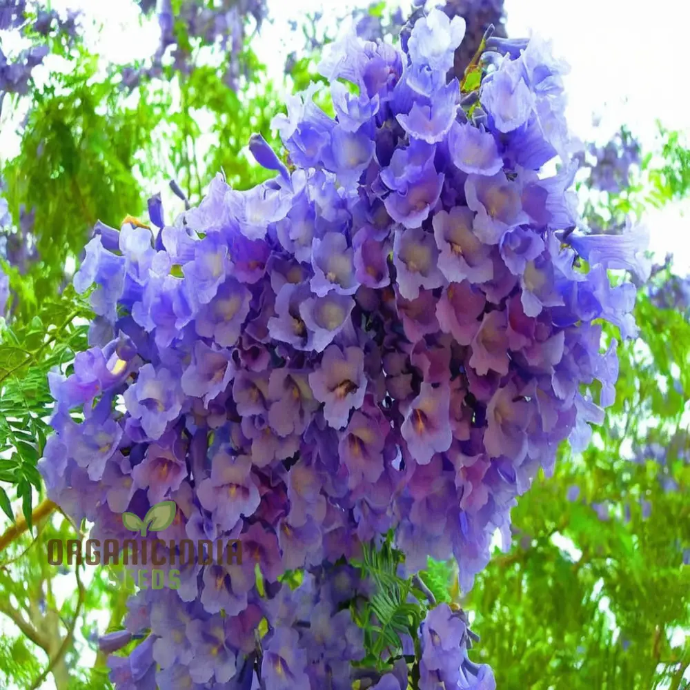 Mimosifolia Fern Tree Seeds – Tropical Landscape Gardening - Image 4