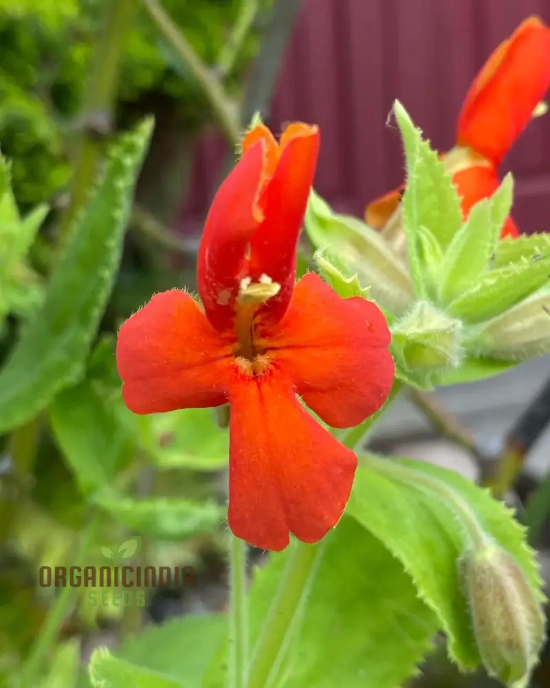 Mimulus Cardinalis Flower Seeds for Planting, Premium Seeds for Vibrant Gardening, Ideal for Garden
