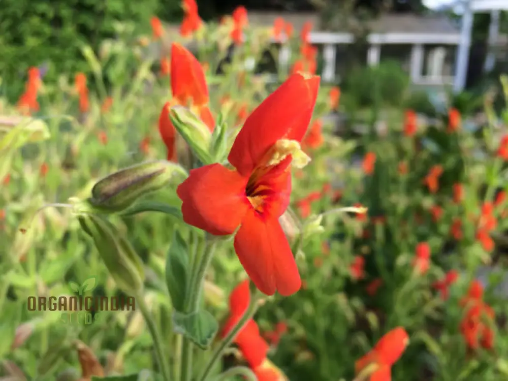 Mimulus Cardinalis Flower Seeds for Planting, Premium Seeds for Vibrant Gardening, Ideal for Garden - Image 3