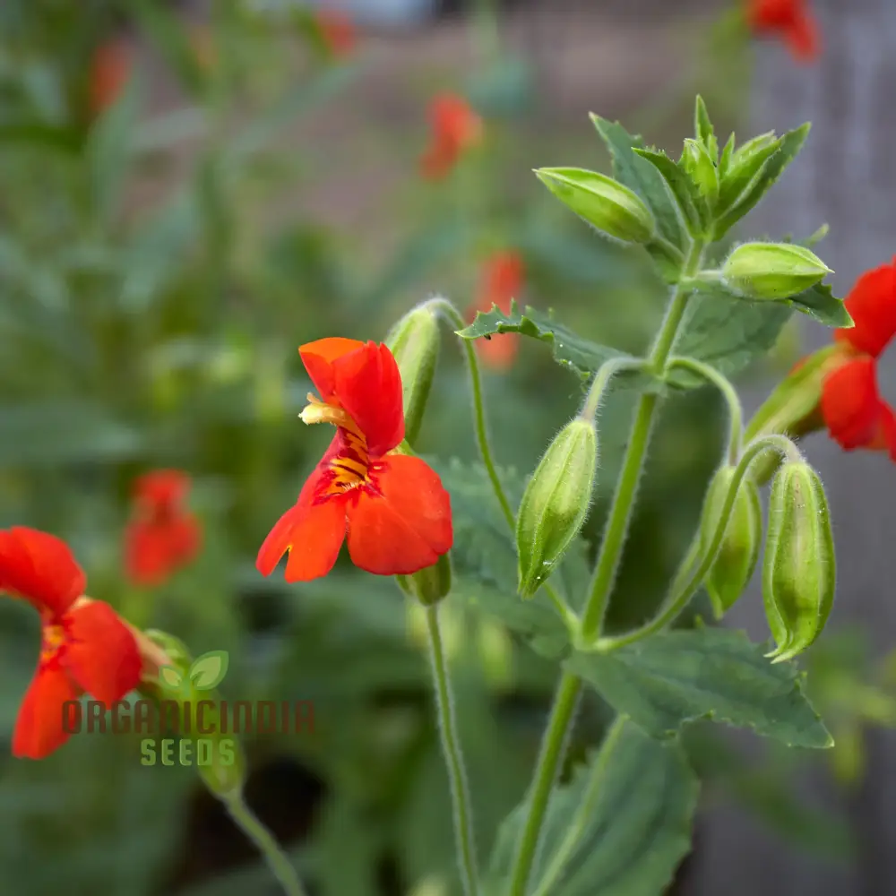 Mimulus Cardinalis Flower Seeds for Planting, Premium Seeds for Vibrant Gardening, Ideal for Garden - Image 4
