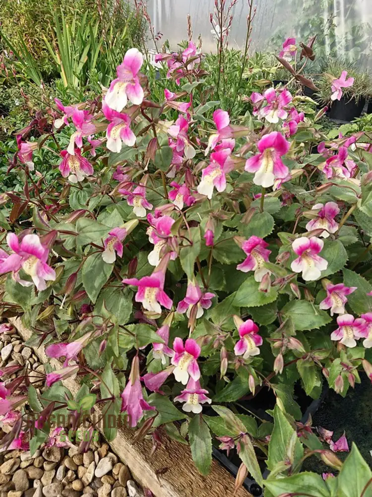 Mimulus Naiadandus Flower Seeds for Planting, Rare, Vibrant Garden Seeds for Beautiful Blooms