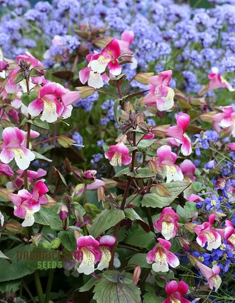 Mimulus Naiadandus Flower Seeds for Planting, Rare, Vibrant Garden Seeds for Beautiful Blooms - Image 3