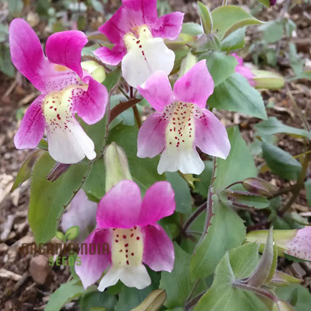 Mimulus Naiadandus Flower Seeds for Planting, Rare, Vibrant Garden Seeds for Beautiful Blooms - Image 4