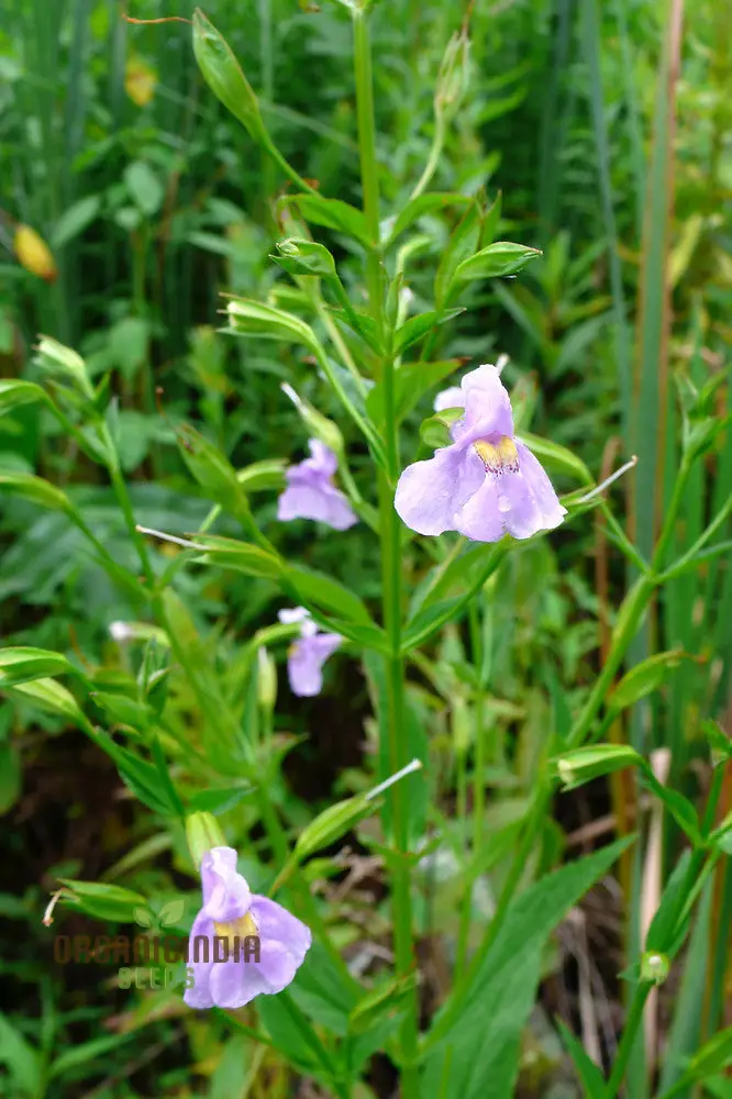 Mimulus Ringens Flower Seeds for Planting, Vibrant Wildflower Seeds for Garden
