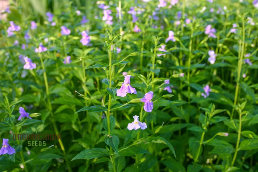 Mimulus Ringens Flower Seeds for Planting, Vibrant Wildflower Seeds for Garden - Image 3