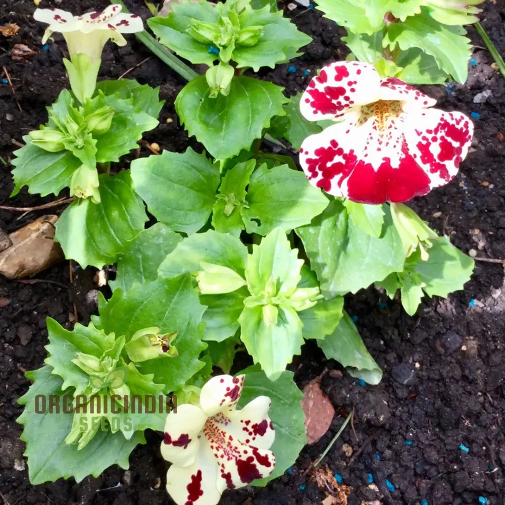 Mimulus Tigrinus Seeds for Vibrant Gardening Enthusiasts | Rare Plant Variety for Your Blossoming Garden
