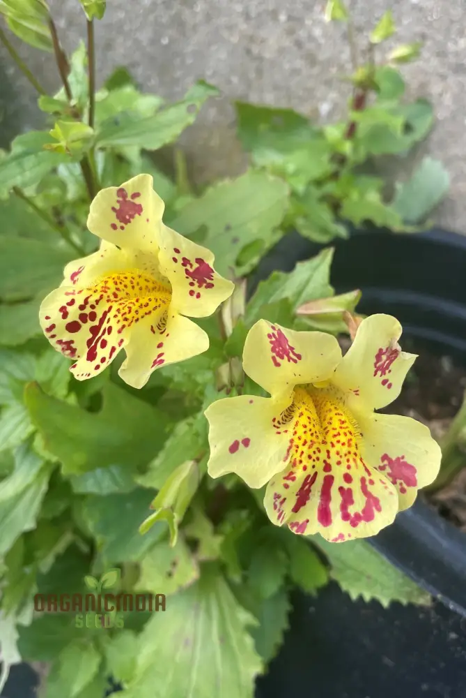 Mimulus Tigrinus Seeds for Vibrant Gardening Enthusiasts | Rare Plant Variety for Your Blossoming Garden - Image 3