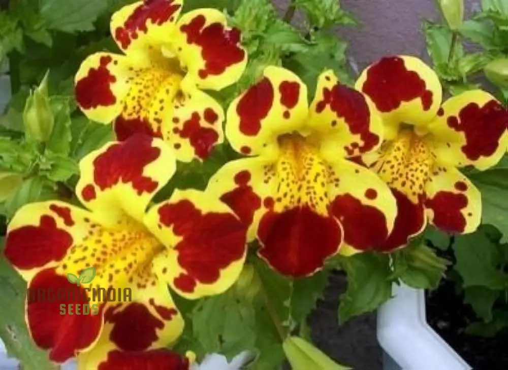 Mimulus Tigrinus Seeds for Vibrant Gardening Enthusiasts | Rare Plant Variety for Your Blossoming Garden - Image 4
