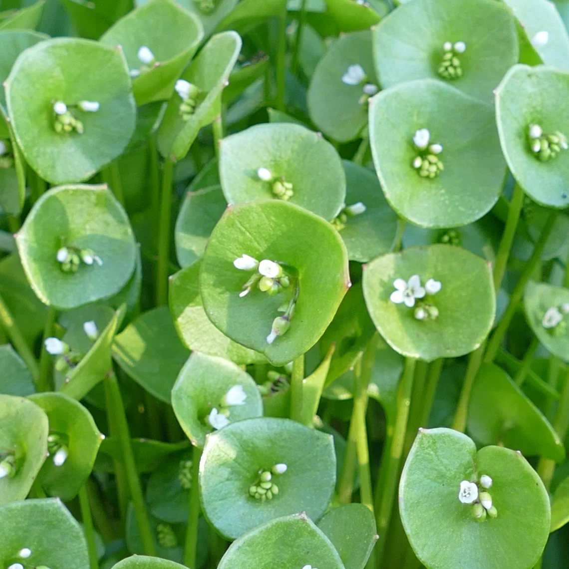 Miner’s Lettuce Seeds – Heirloom, Cold-Hardy, Fast-Growing Greens - Image 2