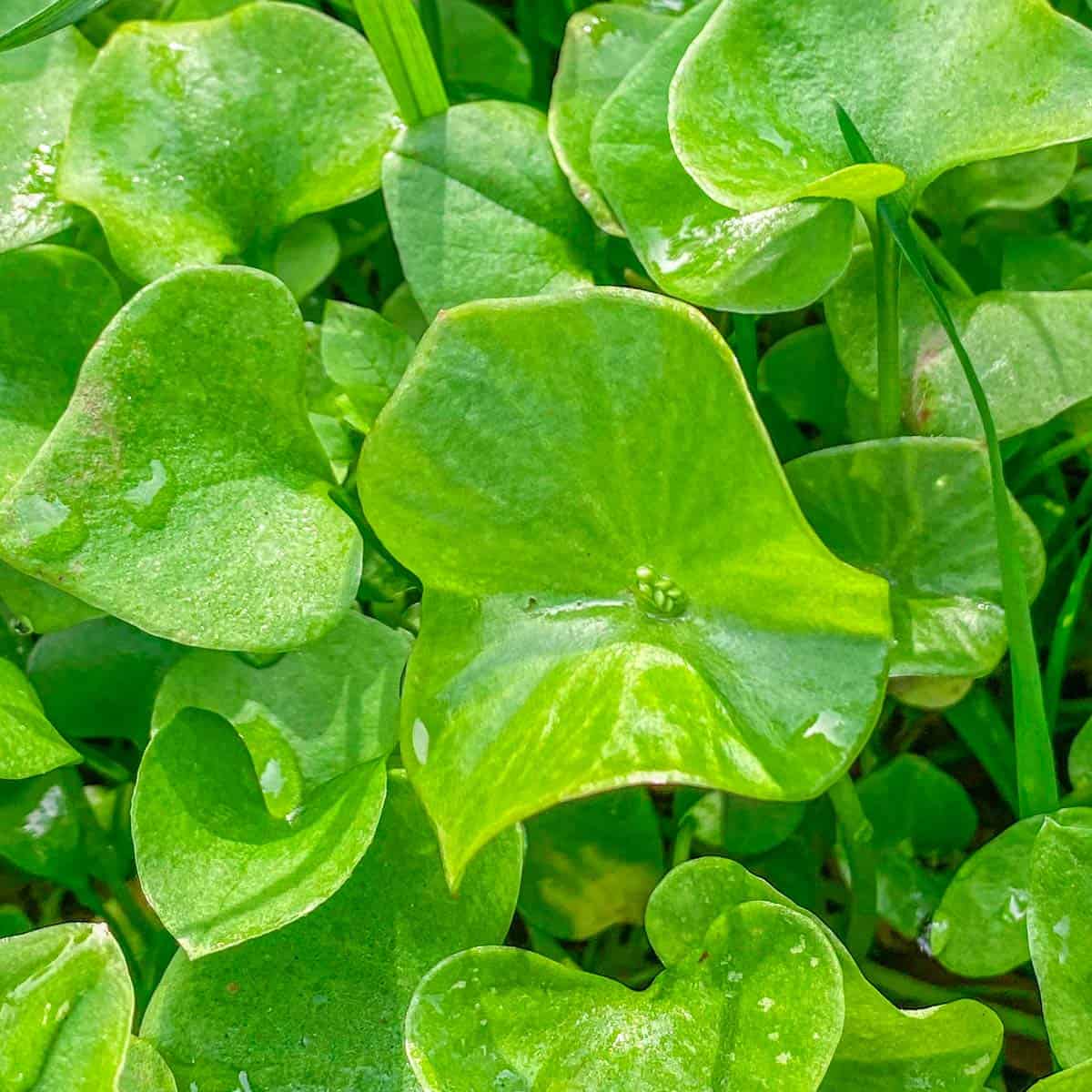 Miner’s Lettuce Seeds – Heirloom, Cold-Hardy, Fast-Growing Greens - Image 3