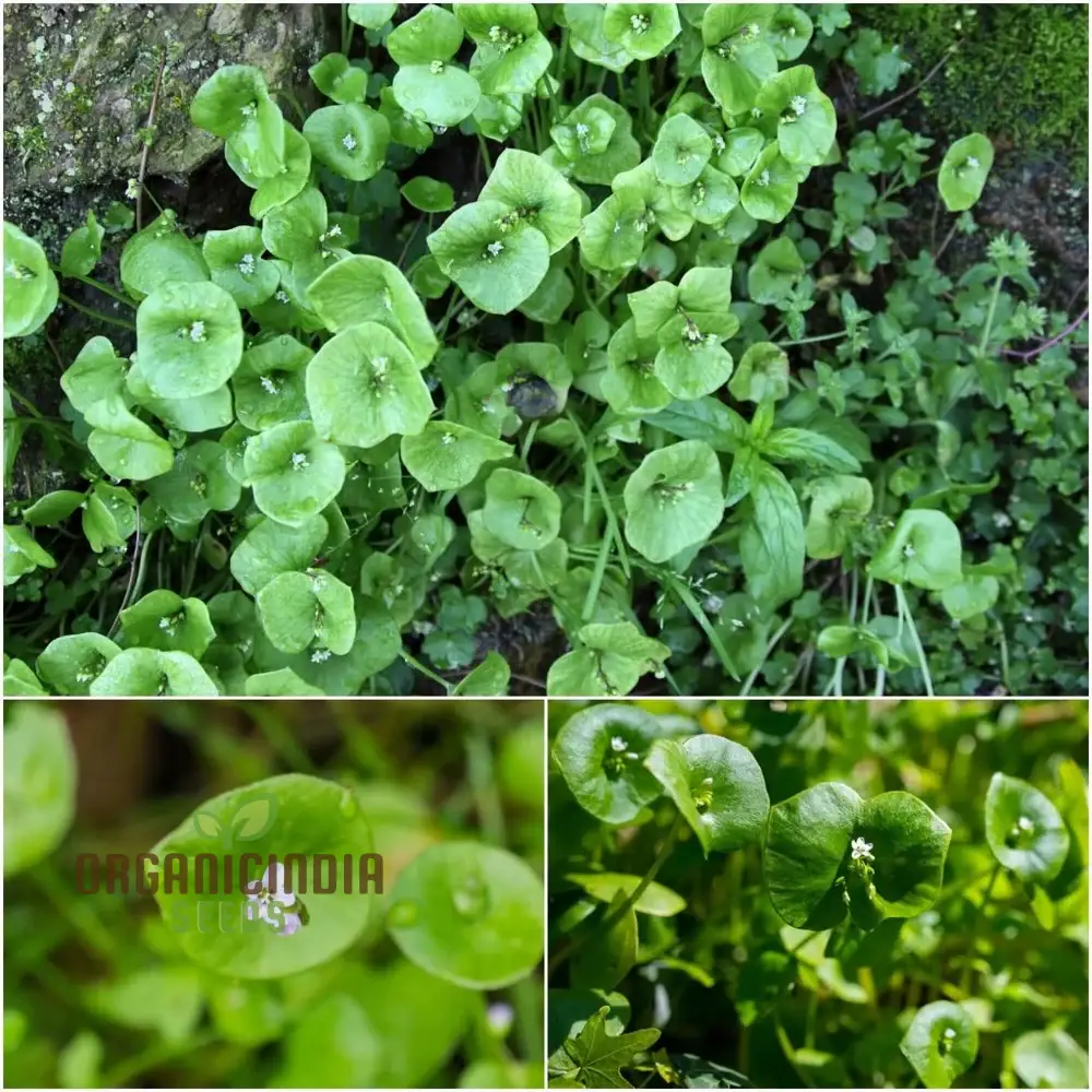 Miner's Lettuce Vegetable Seeds For Planting, Grow Nutritious Greens for Your Garden