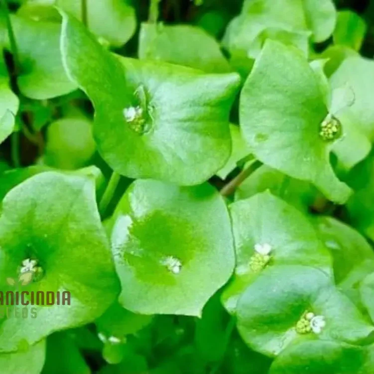 Miner's Lettuce Vegetable Seeds For Planting, Grow Nutritious Greens for Your Garden - Image 3