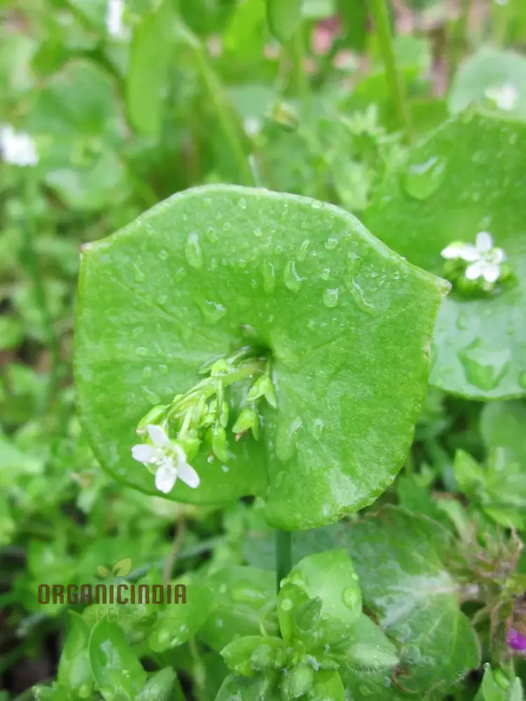 Miner's Lettuce Vegetable Seeds For Planting, Grow Nutritious Greens for Your Garden - Image 4