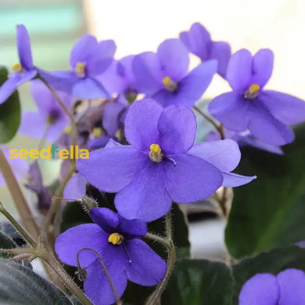 Mini African Violet Seeds for Indoor & Outdoor Planting - Easy-to-Grow, Vibrant Blooms - Image 4