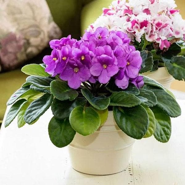 Mini African Violet Seeds for Indoor & Outdoor Planting - Easy-to-Grow, Vibrant Blooms - Image 5