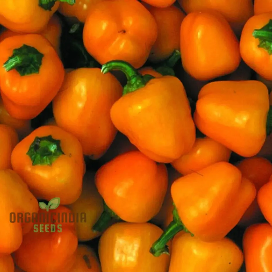 Mini Bell Orange Pepper Seeds for Your Garden | Buy Organic Seeds