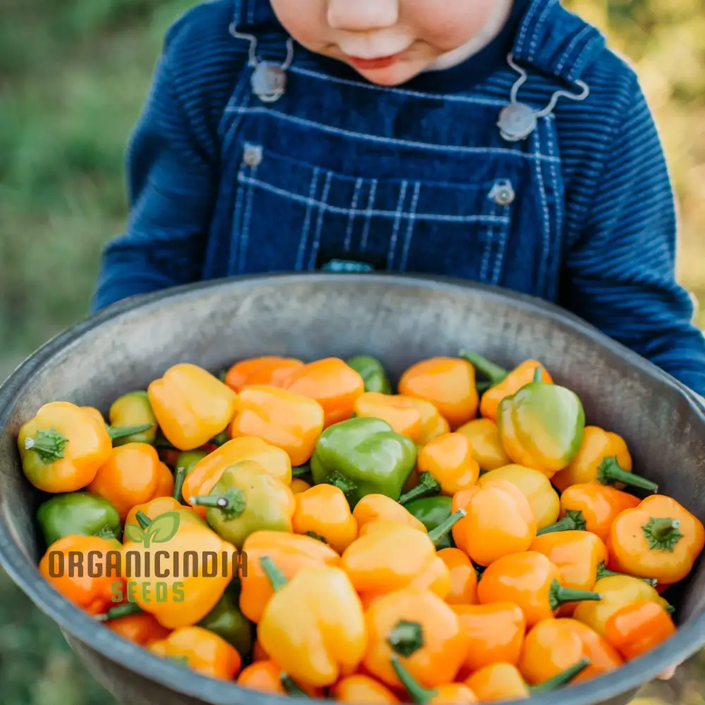 Mini Bell Orange Pepper Seeds for Your Garden | Buy Organic Seeds - Image 3