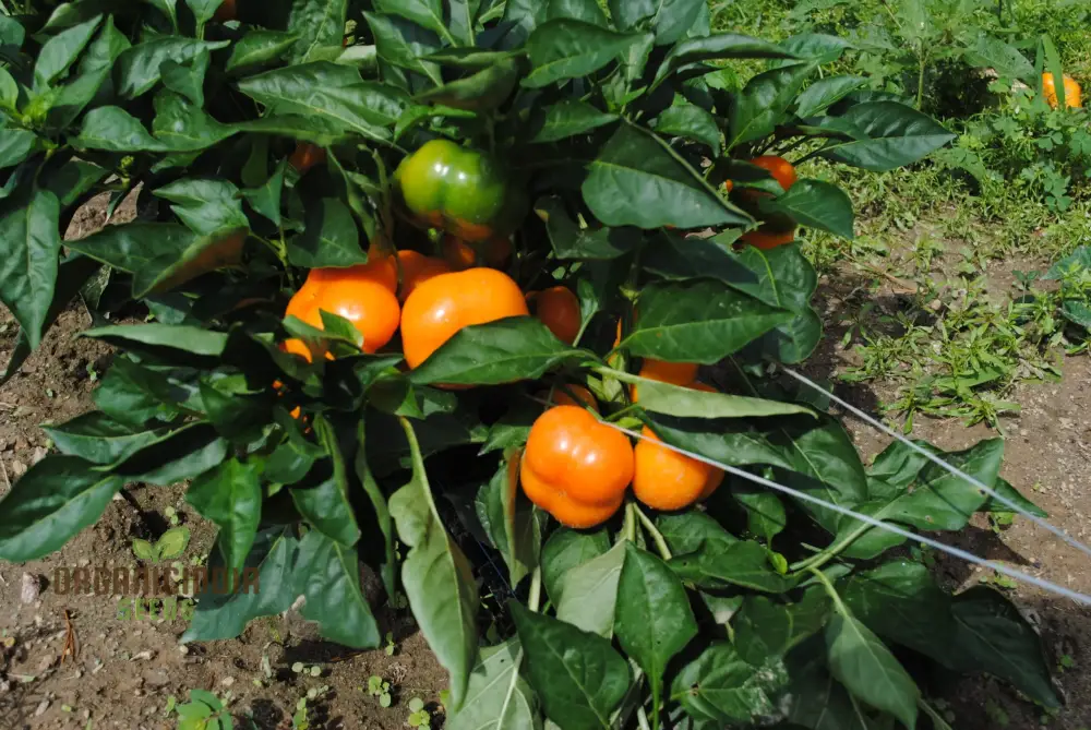 Mini Bell Orange Pepper Seeds for Your Garden | Buy Organic Seeds - Image 4