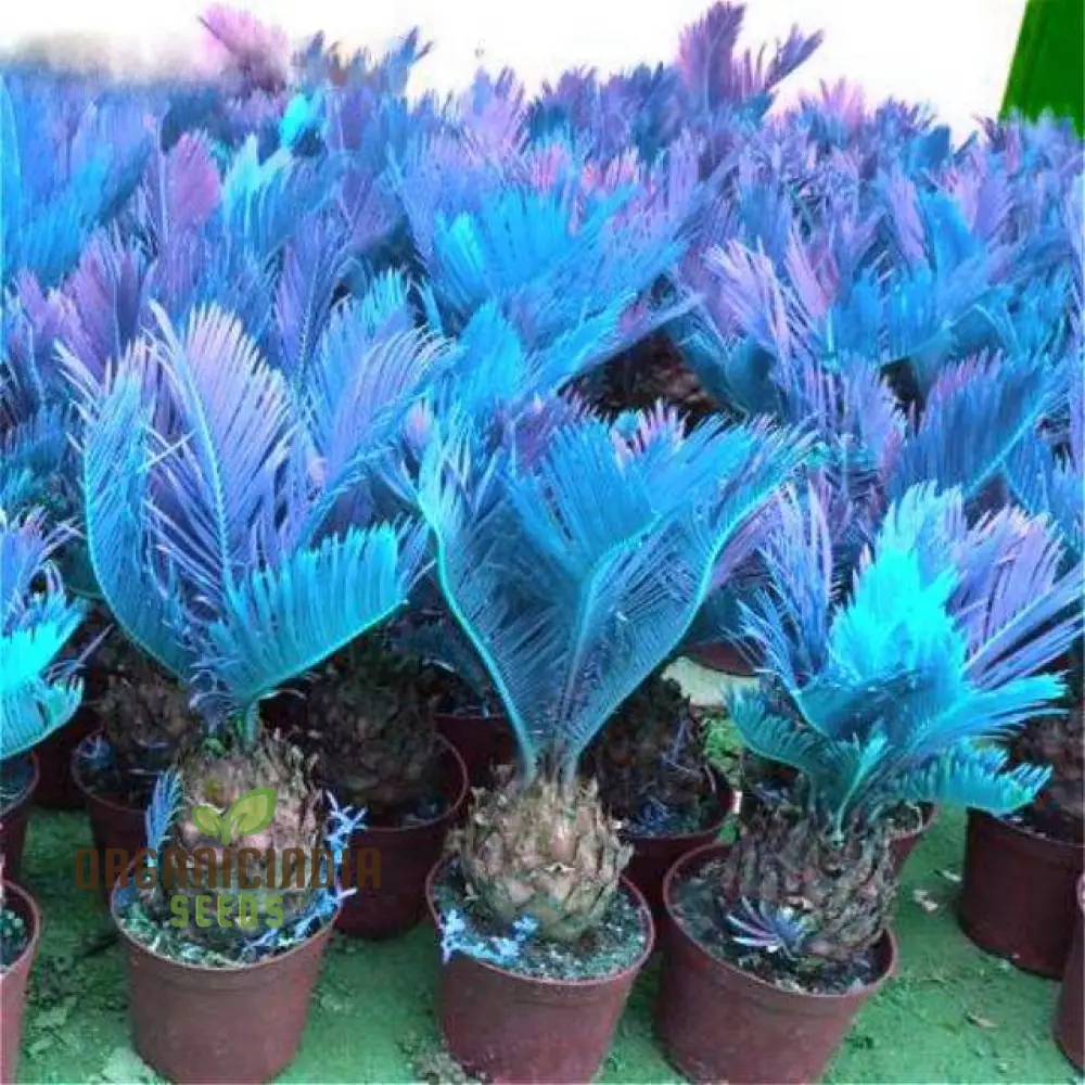 Mini Blue Sago Cycas Revoluta Seeds for Planting 100 pcs - Image 2