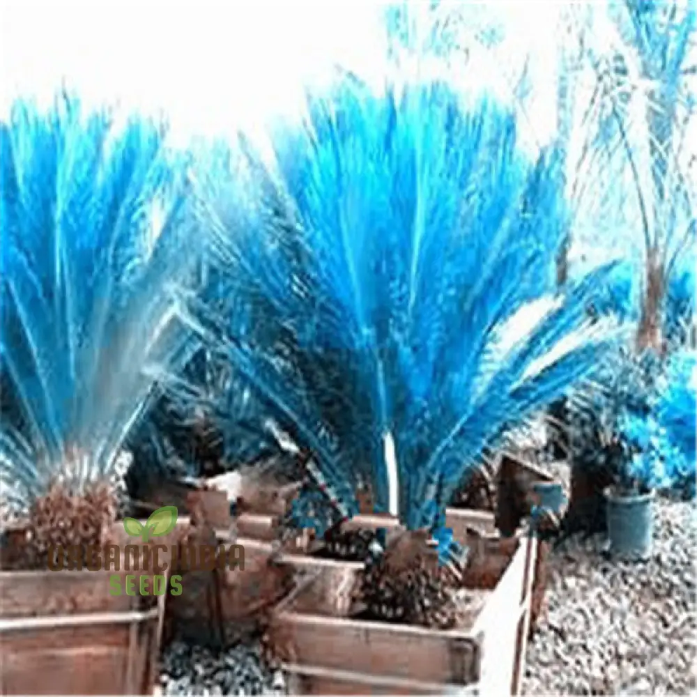 Mini Blue Sago Cycas Revoluta Seeds for Planting 100 pcs - Image 3