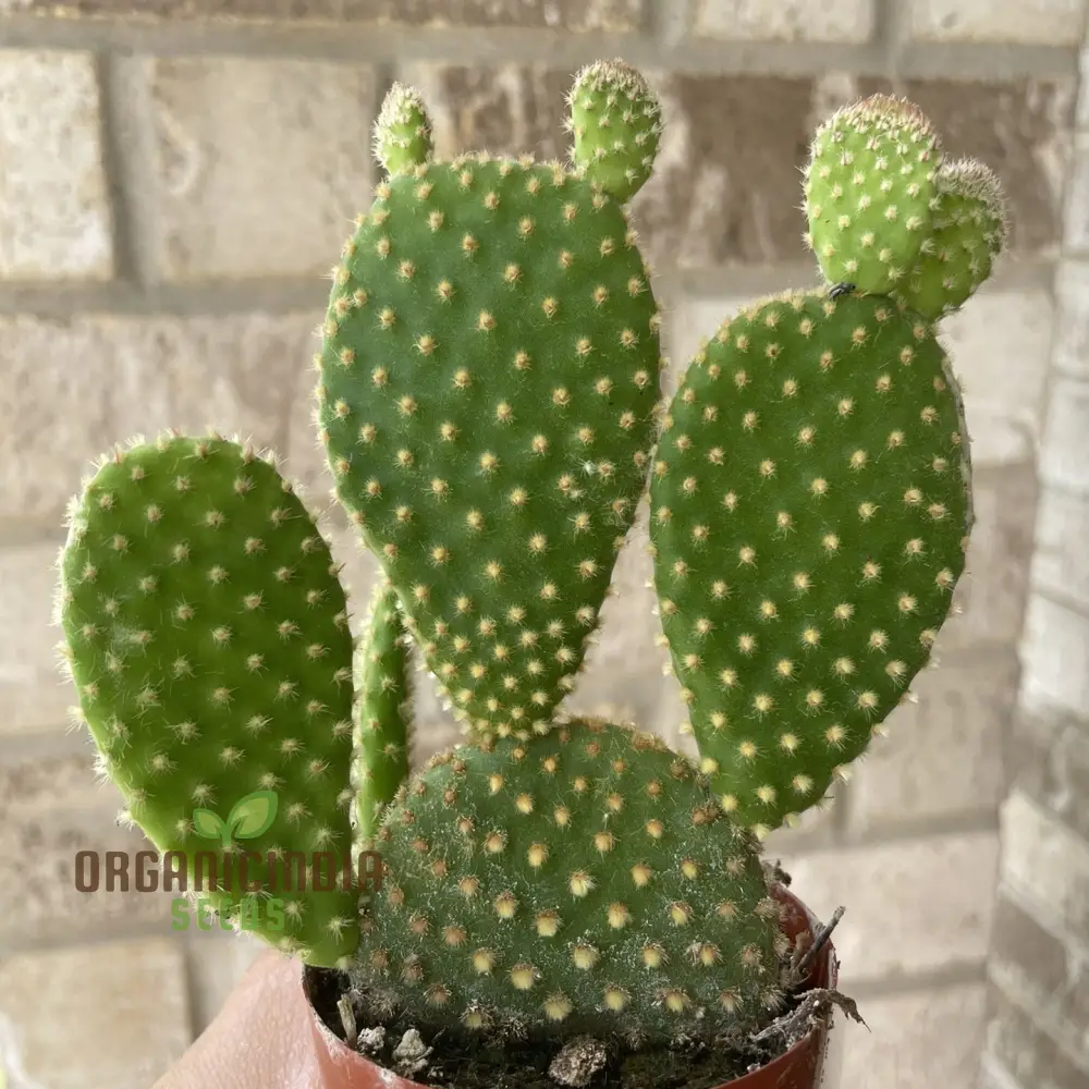 Mini Cactus Bonsai Seeds - Mixed Succulent Seeds for Planting - 100 pcs
