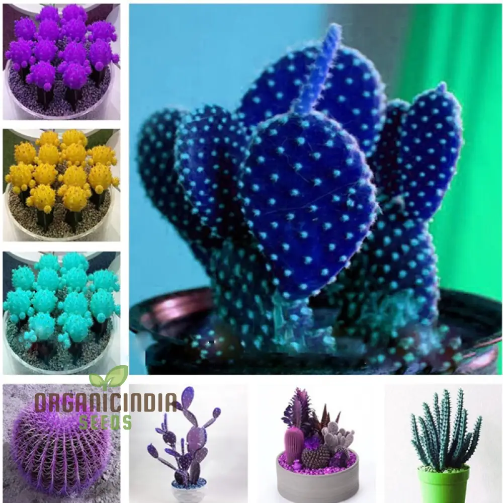 Mini Cactus Bonsai Seeds - Mixed Succulent Seeds for Planting - 100 pcs - Image 2