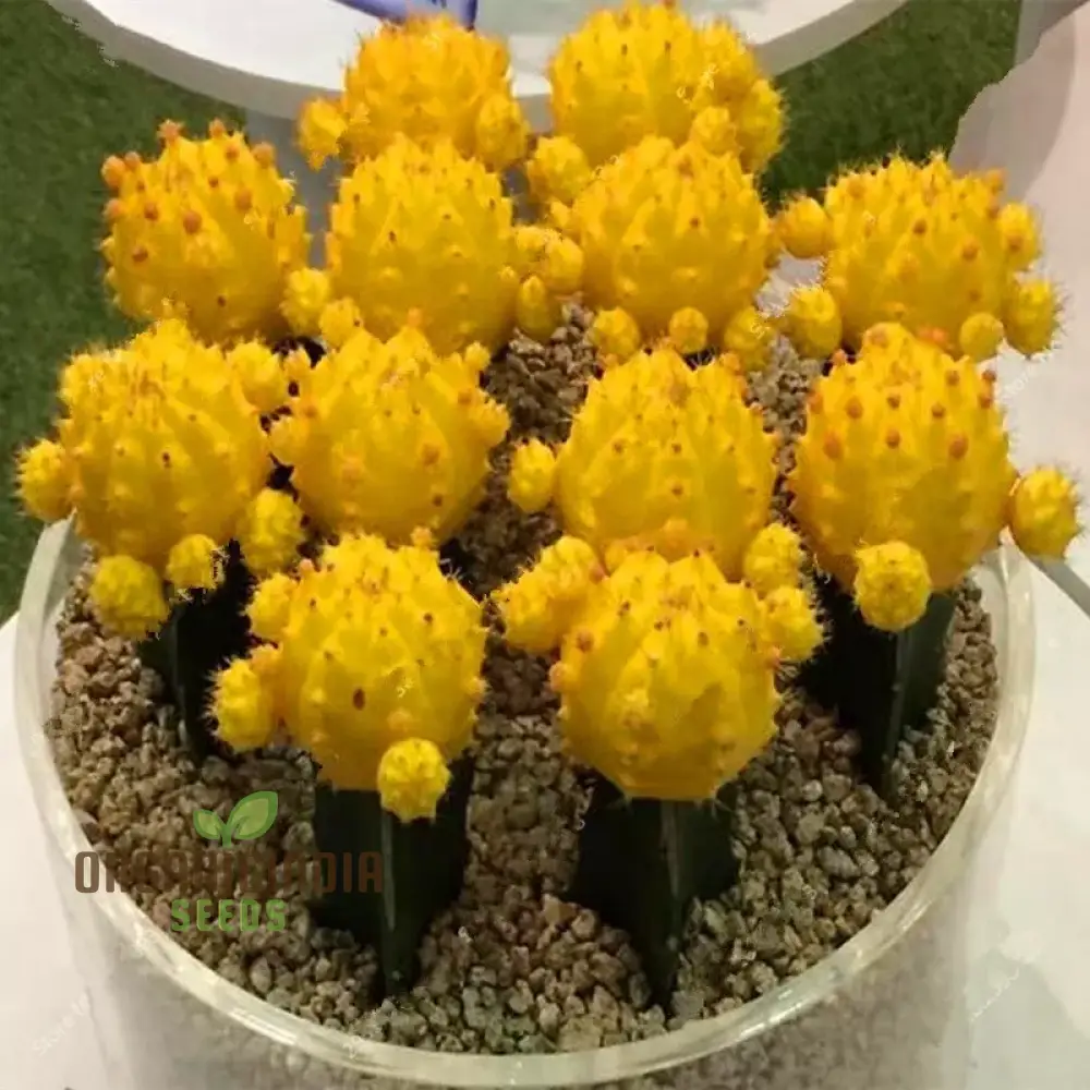 Mini Cactus Bonsai Seeds - Mixed Succulent Seeds for Planting - 100 pcs - Image 3