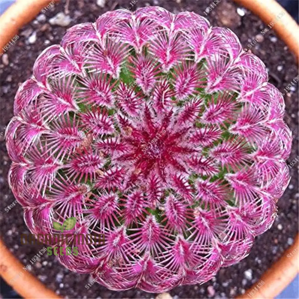 Mini Cactus, Prickly Pear, Japanese Succulent Seeds for Planting