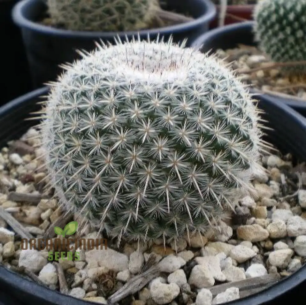 Mini Japanese Succulent Radiation Cactus Seeds - Bonsai Planting Seeds, 100 Pcs