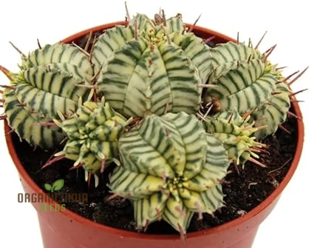 Mini Japanese Succulent Radiation Cactus Seeds - Bonsai Planting Seeds, 100 Pcs - Image 3