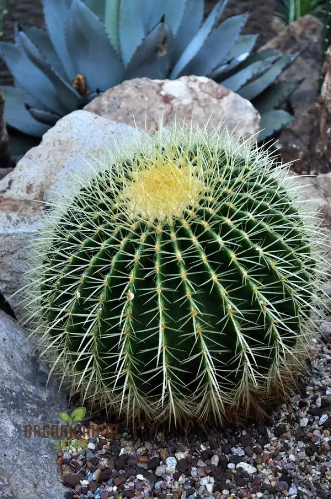 Mini Japanese Succulent Radiation Cactus Seeds - Bonsai Planting Seeds, 100 Pcs - Image 4